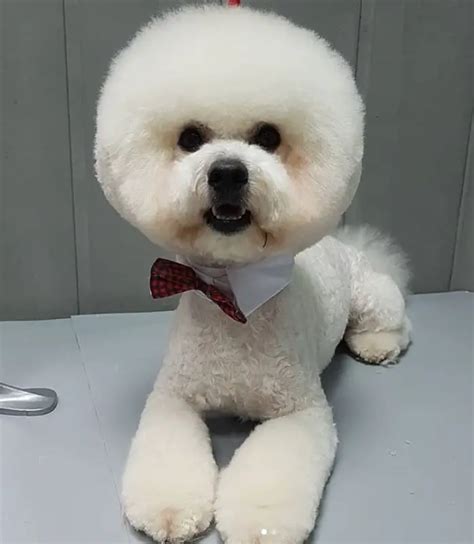 20 Best Bichon Frise Haircuts For Your Puppy Page 3 The Paws