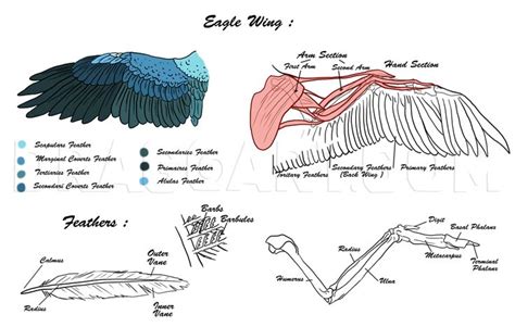 Https://techalive.net/draw/how To Draw A Bald Eagle Wing