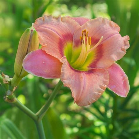 Maybe you would like to learn more about one of these? Cottage Farms Direct - Perennials - 'Elegant Candy ...