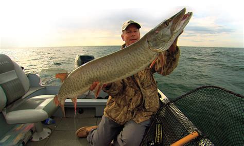 Northern pike are ambush predators. Dissecting Edges for Pike and Muskie - In-Fisherman