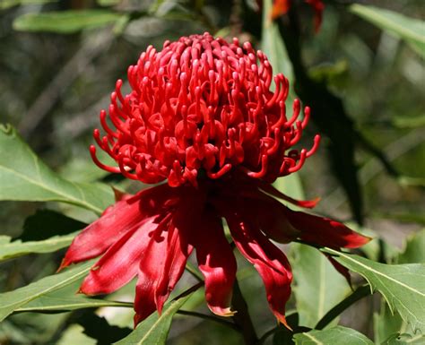 25 Beautiful Australian Wildflowers | Australian wildflowers, Australian flowers, Australian plants