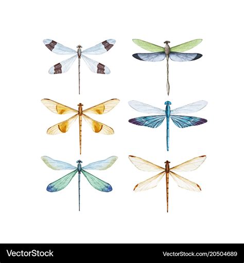 Watercolor Dragonfly Set Royalty Free Vector Image