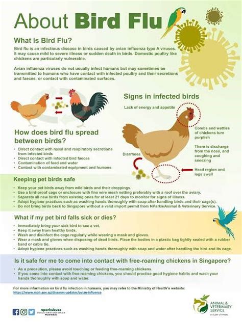 What symptoms of bird flu do the birds have? Avian influenza (bird flu) - INSIGHTSIAS