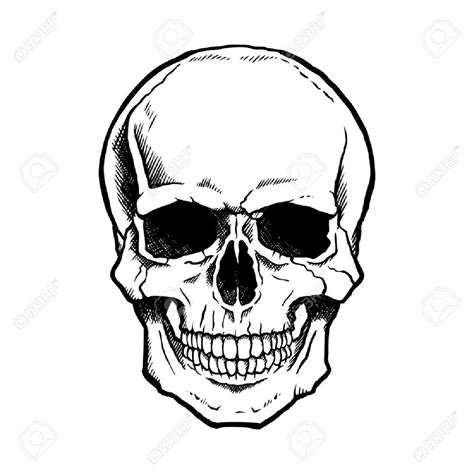 Black And White Human Skull With A Lower Jaw Stock Vector 20941887