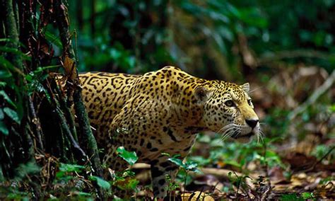 El Jaguar Potosino Una Especie En Peligro De Extinción El Heraldo De
