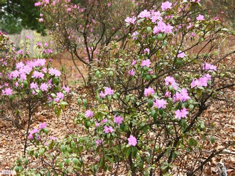 Rhododendron Pjm The Morton Arboretum