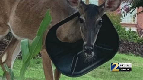 Deer Roaming Neighborhood With Trash Can Lid Stuck Over Its Neck Wsb