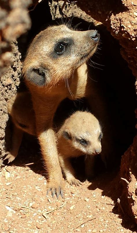 meerkat pups   brevard zoo zooborns