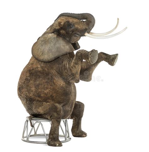 African Elephant Performing Seated On A Stool Isolated Stock Image
