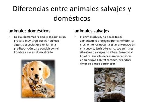 Curiosidad Infinita Animales Domesticos Y Salvajes ¿cual Es La Diferencia