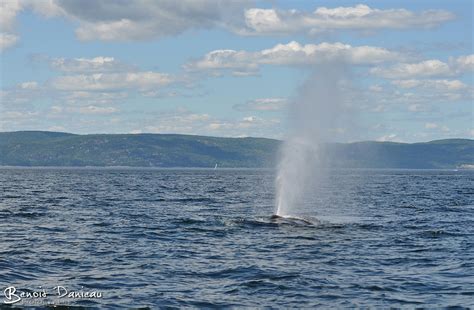 French, from norwegian r ø rhval, from old norse reytharhvalr, from reythr rorqual + hvalr whale. baleine rorqual commun - Benoit Danieau Photographies