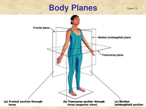 Ppt The Human Body Anatomical Regions Directions And Body Cavities