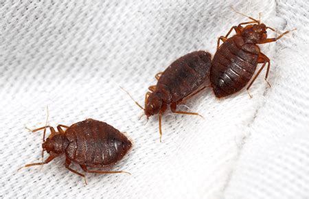 A bedbug extermination expert can cost up to $500 for an initial inspection and quote (particularly if a dog is used) and then $500 to $1000+ for the bed bug s pest control treatment itself. Common Bugs In Apartments - Apartment Decorating Ideas