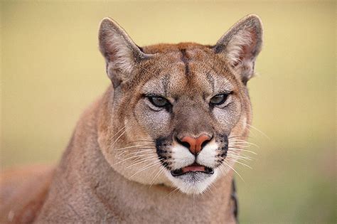 Safety Guide To Cougars British Columbia Travel And Adventure Vacations