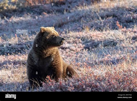 Grizzly Bear In Habitat Stock Photo Alamy