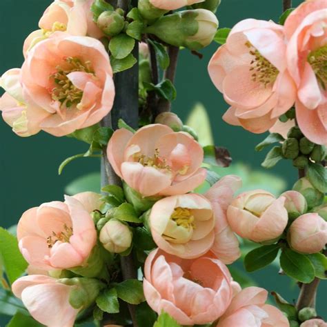 Lucy Sweet White Flowering Quince For Sale Double Take Peach Quince