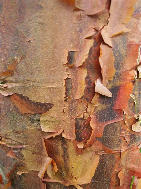 Tree Bark Tree Bark Abstract Artwork Tree
