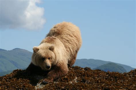 Grizzly Bears Vs Brown Bears What Is The Difference Alaska Bear