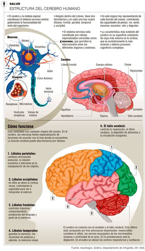 Medicina Y Salud Infografia Mynorte Anatomia Del Cerebro Humano