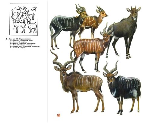 Жвачные парнокопытные Animals Moose Art Poster