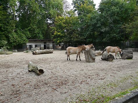 Przewalskis Wild Horse Exhibit In Zoologischer Garten Leipzig