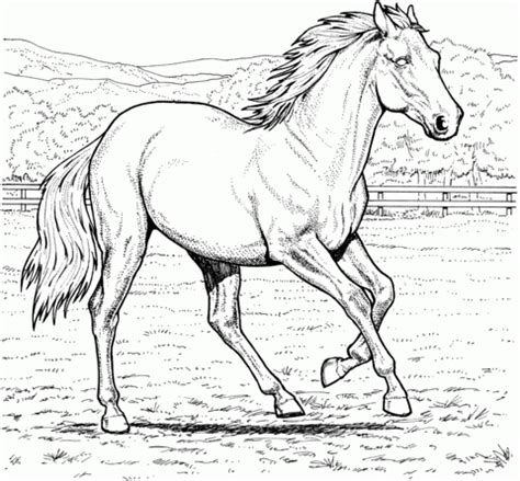 20+ Free Printable Horses Coloring Pages - EverFreeColoring.com