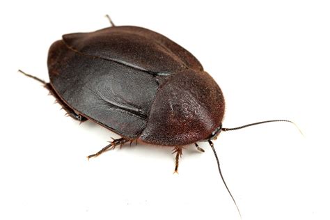 Ergaula Pilosa The Big Black Beetle Mimic Roaches — The Wild Martin