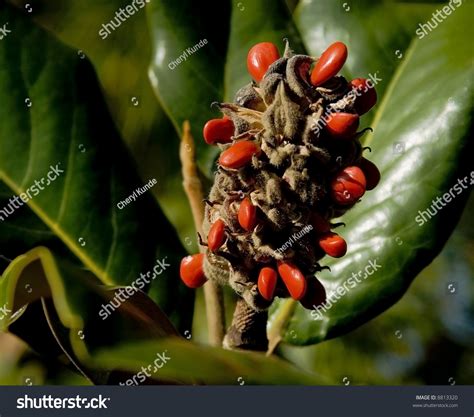 ( the pod is round, about 1 in diameter, a dull brown color with a rough surface. Red Seeds Still In The Pod Of A Giant Magnolia Tree Stock ...