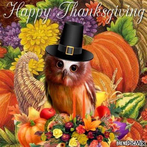 Pilgrim Owl Happy Thanksgiving  Pictures Photos And
