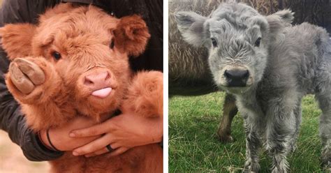 Is a calf can be called a young cow? What Is A Baby Cow Called In English - All About Cow Photos