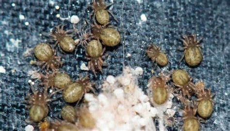 7 Tiny Brown Spiders That Invade Houses Pictures Included