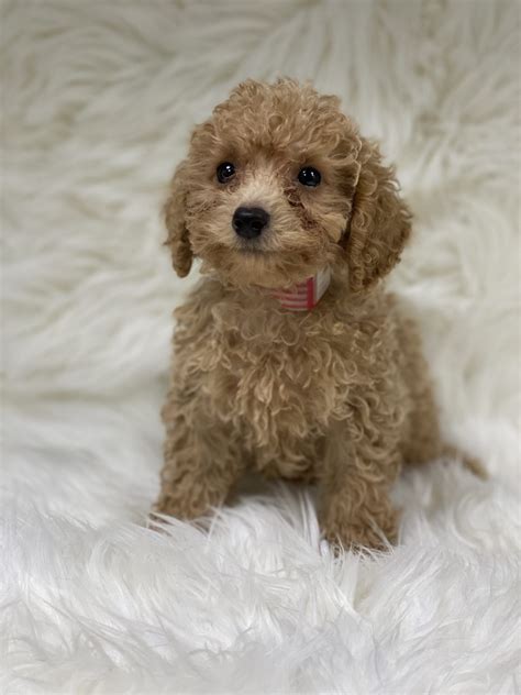 She is super smart and already going outside to the bathroom with almost no accidents 🙂 she rides all over in the truck with us like a he had been a great puppy since the day we got him. Bichon poodle | Luxury Puppies