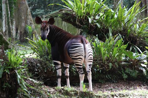 Six Of Natures Most Intriguing Creatures Okapi Animals Wildlife