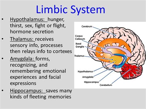 Image Result For Limbic System Brain Fight Or Flight Response Limbic