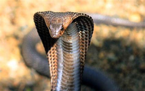 Cobras Characteristics And Useful Information