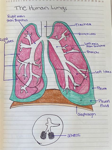The Human Lungs Diagram Etsy
