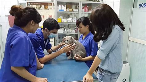 Baby Cat At The Vet Youtube