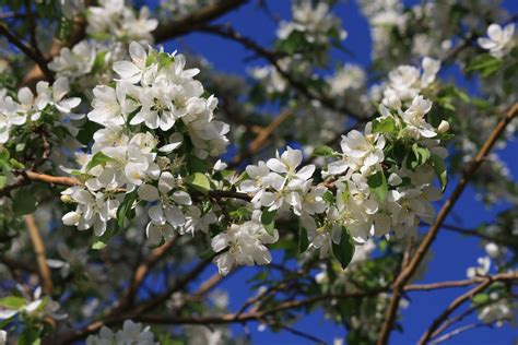 White Flowers On Crabapple Tree Picture Free Photograph Photos