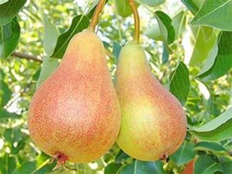 We offer a wide variety of harder to find fruit trees such as our highly rated heirloom apple trees, asian pears, hardy figs, unusual jujubes, female mulberry, native paw paws, juicy persimmons, and many other delightful edibles! Economic Cooperative - Buy wholesale pear fruit trees ...