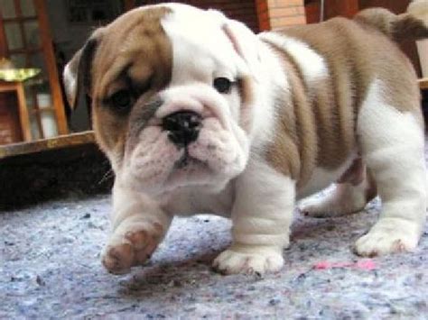 We pride ourselves in a high standard of breeding ethics that produces bull dog puppies for sale periodically throughout the year. Free Pug Puppies for Adoption | ... Male and Female ...