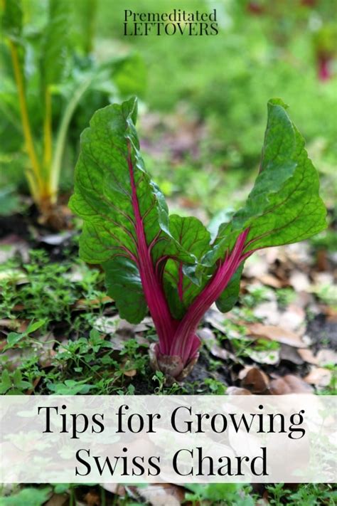 Tips For Growing Swiss Chard In Your Garden