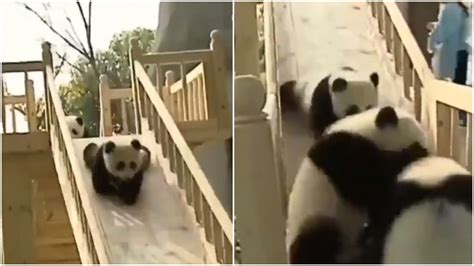 This Adorable Viral Video Of Pandas Playing On A Slide Will Make You