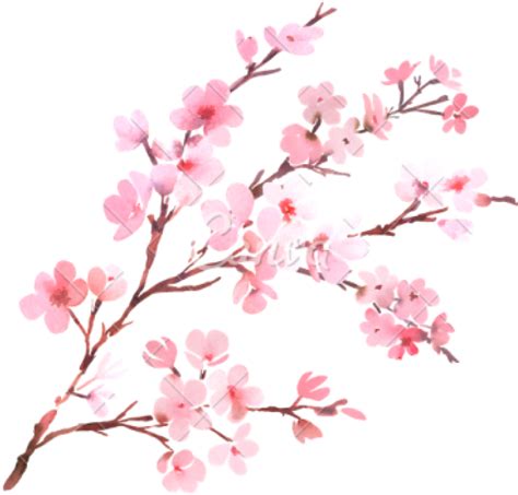Sakura Blossom Clipart Transparent Tumblr Png Download Full Size Images And Photos Finder
