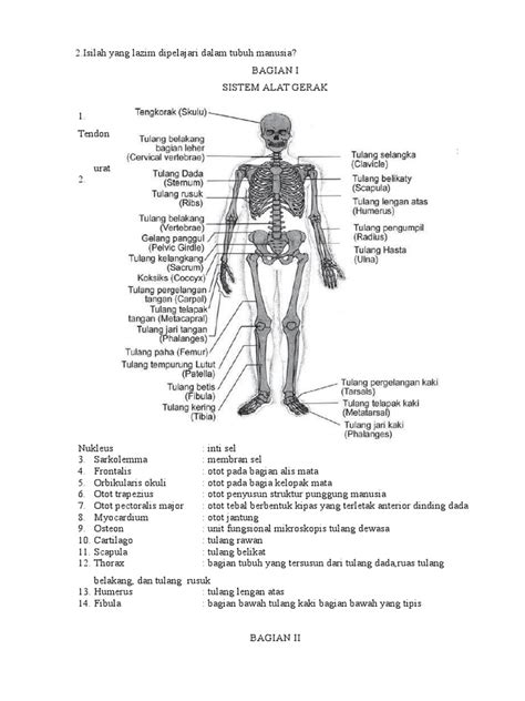 Istilah Anatomi Tubuh Manusia Anatomi Tulang Menyatakan Menonjol