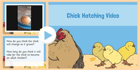Chick Hatching Video Powerpoint