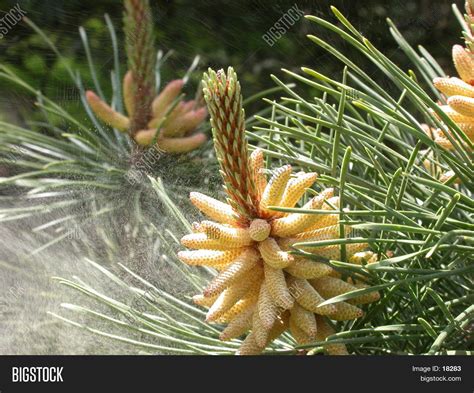 Pine Pollen 01 Image And Photo Free Trial Bigstock