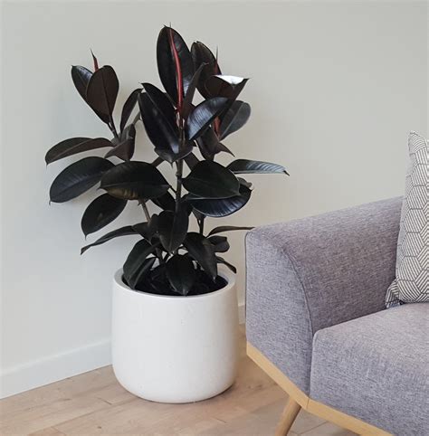 Gardeners value this small, compact plant for its thick, waxy foliage, ornamental flowers and ease of. Rubber Tree x3 in Bianca Cylinder Pot - plantandpot.nz