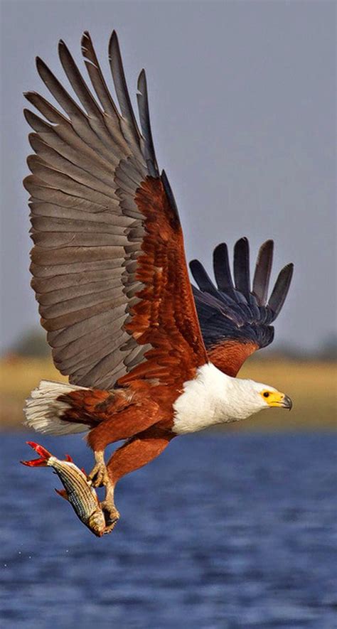 Bald Eagle Flying Beautiful Birds Pet Birds Birds Of Prey