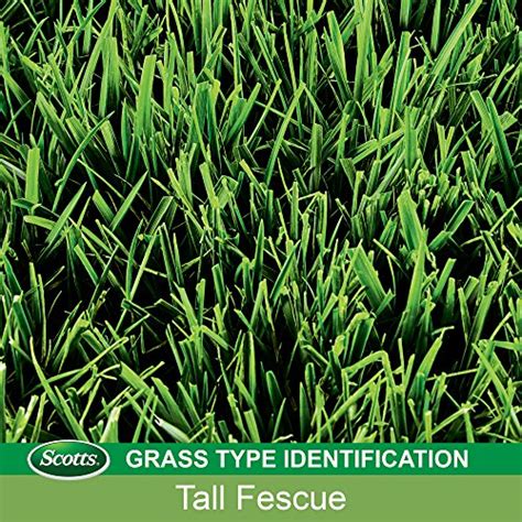 Scotts Turf Builder 40 Lb Tall Fescue Mix Grass Seed 18391 Pricepulse