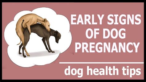 How Do I Know When My Dog Is Pregnant Signs And Symptoms